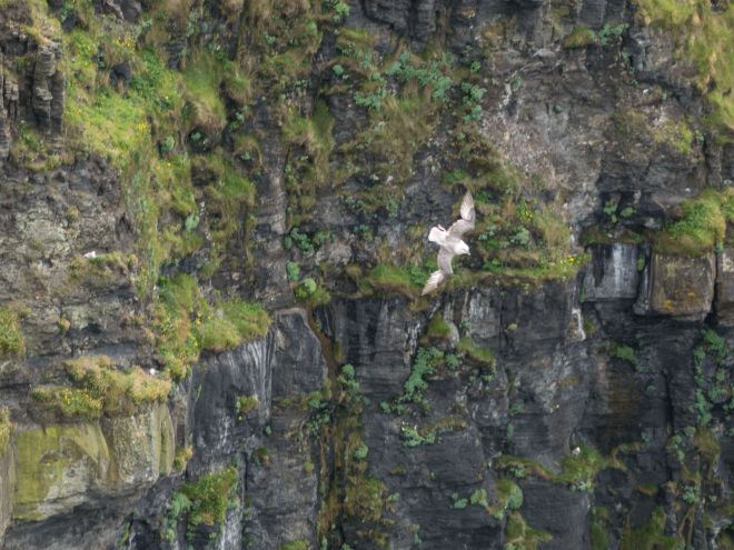 Cliffs with bird